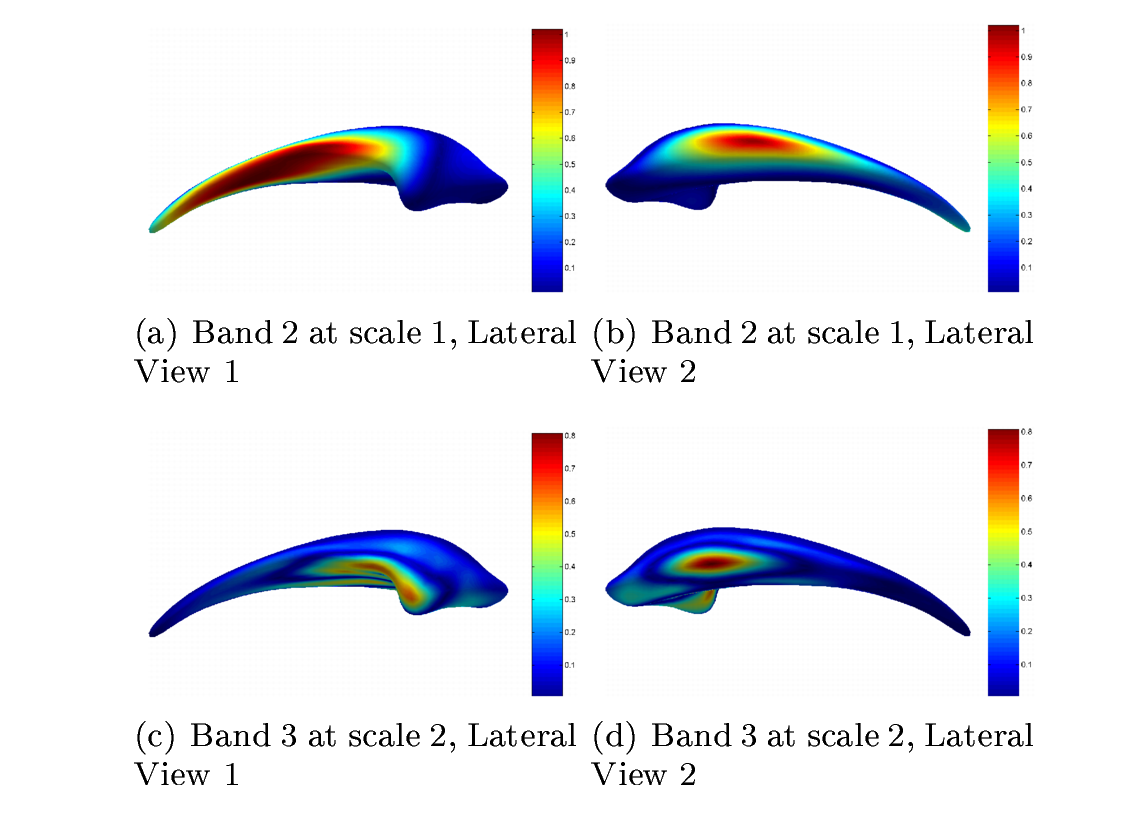 Figure 1: 2 examples bands discovered by the prior color-coded on the mean shape of the 29 left caudates from the Harvard Brockton dataset. The color shows the cumulative value of the wavelet bases that belong to that band. Higher value (light-blue to red) areas represent surface locations with correlated variations across shapes
